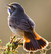 Bluethroat