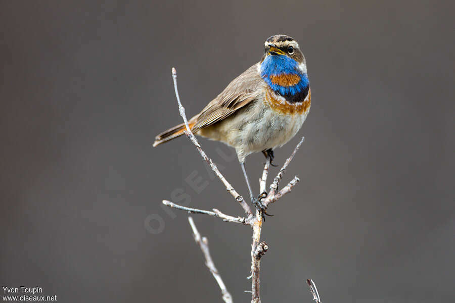 Bluethroat male adult, identification