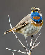 Bluethroat