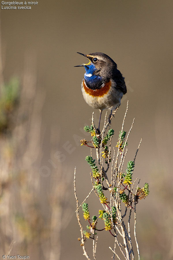 Gorgebleue à miroir mâle, chant