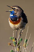 Bluethroat