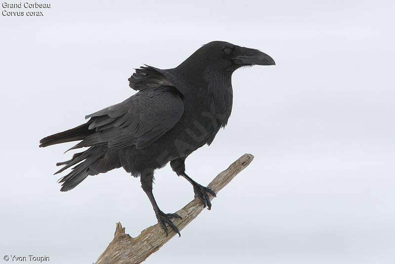 Northern Raven