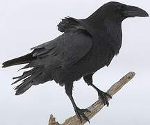 Northern Raven