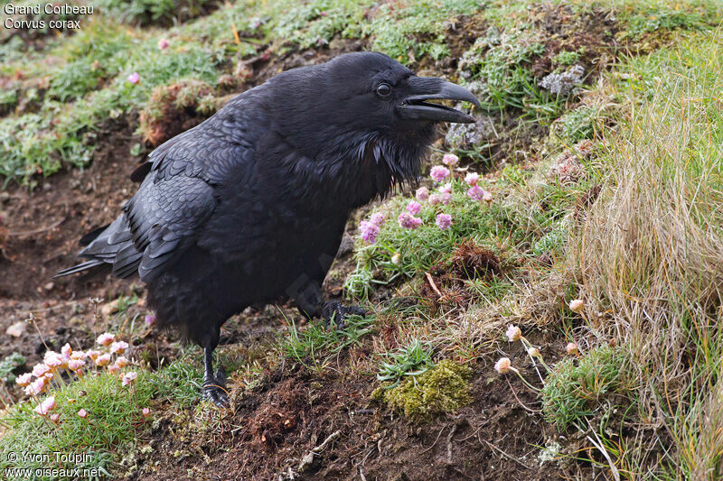 Grand Corbeau, identification