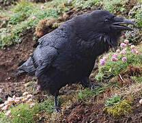 Northern Raven