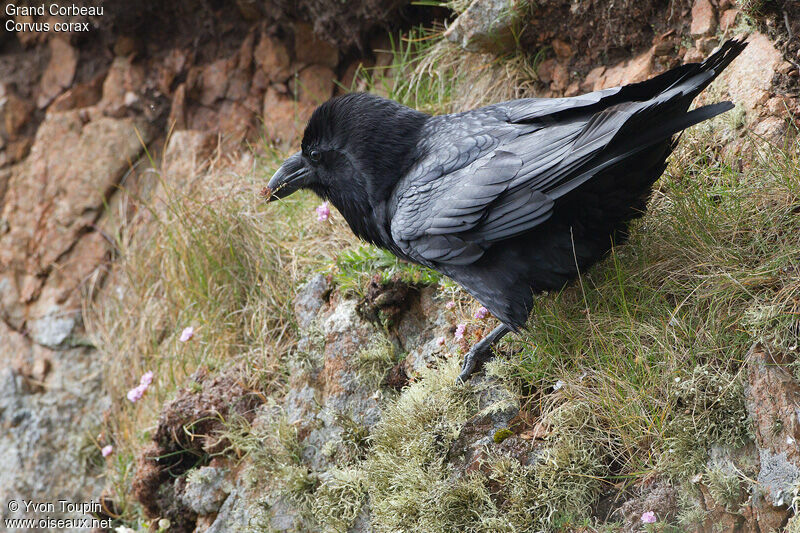 Northern Raven, identification