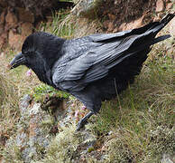 Northern Raven