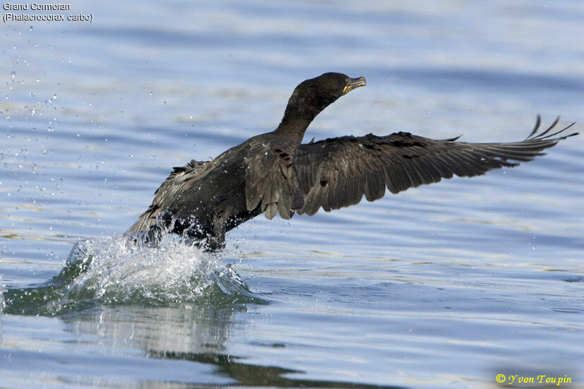 Great Cormorant