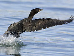 Great Cormorant