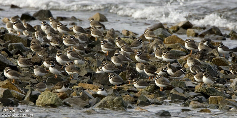 Common Ringed Plover