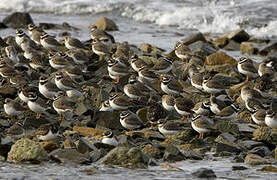 Common Ringed Plover