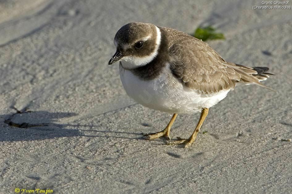 Common Ringed Plover