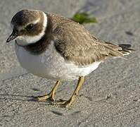 Common Ringed Plover