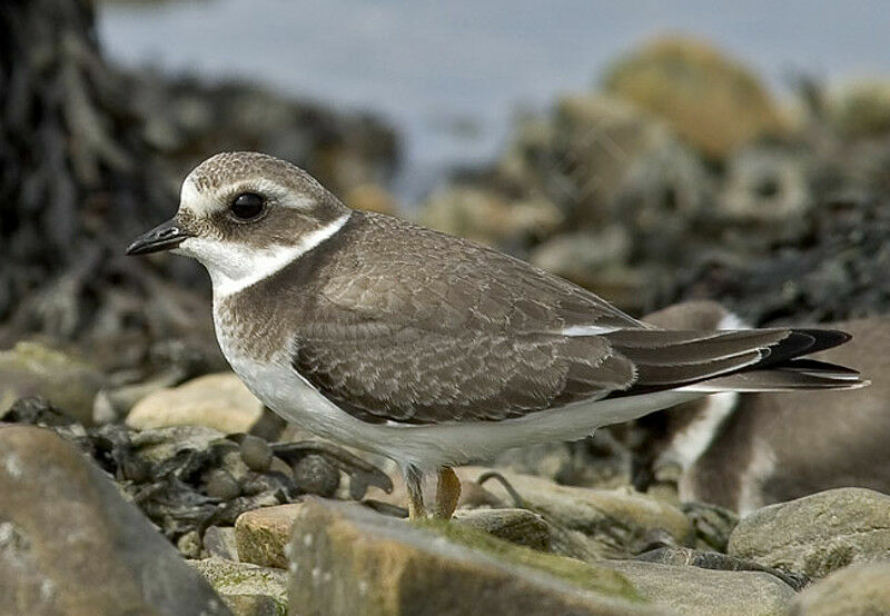 Common Ringed Plover, identification