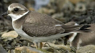 Common Ringed Plover