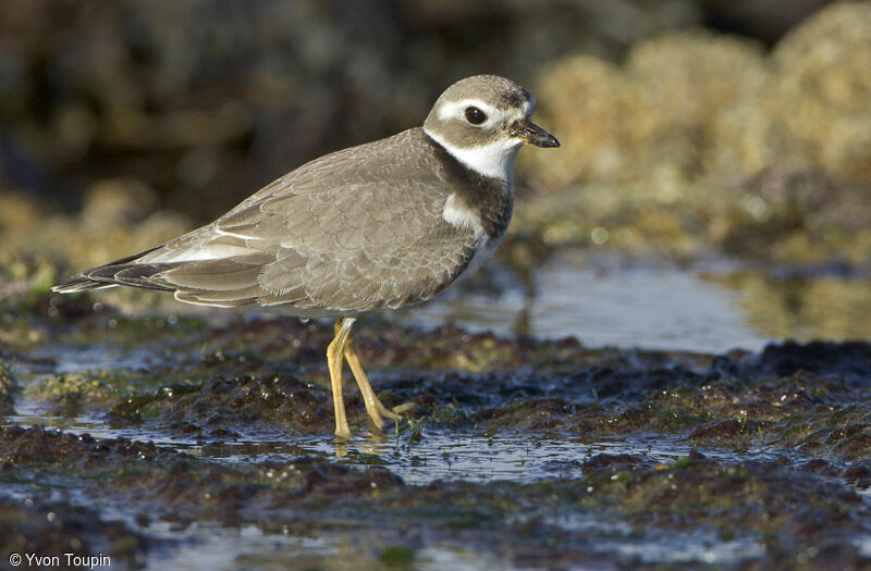 Common Ringed Plover, identification