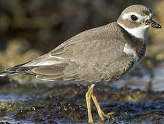 Common Ringed Plover