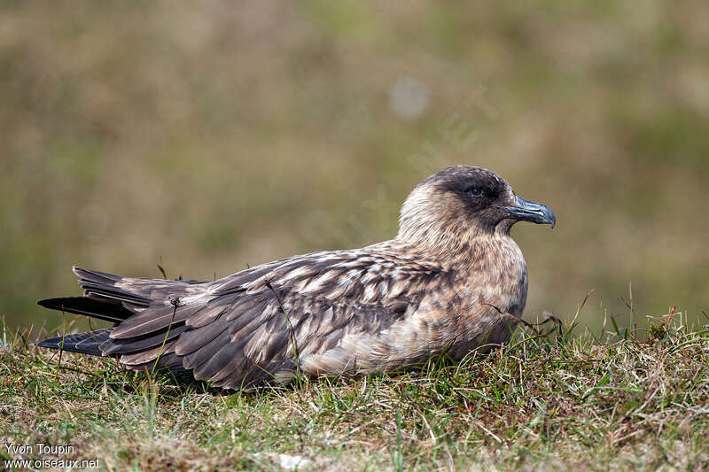 Great Skuaadult breeding, Reproduction-nesting