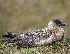 Great Skua