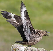 Great Skua