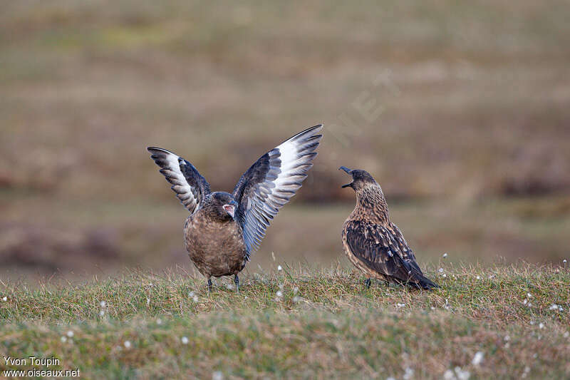 Great Skuaadult breeding, habitat, courting display, song, Behaviour