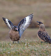 Great Skua