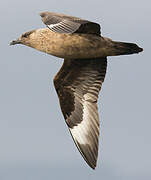 Great Skua