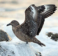 Great Skua