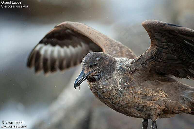 Great Skuaadult, identification