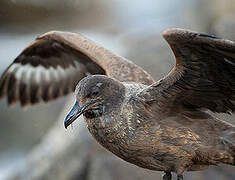 Great Skua