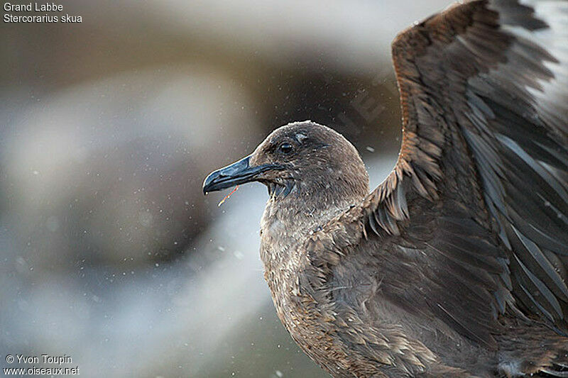 Great Skuaadult, identification, Behaviour