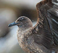 Great Skua