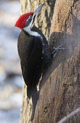 Pileated Woodpecker