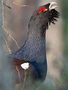 Western Capercaillie