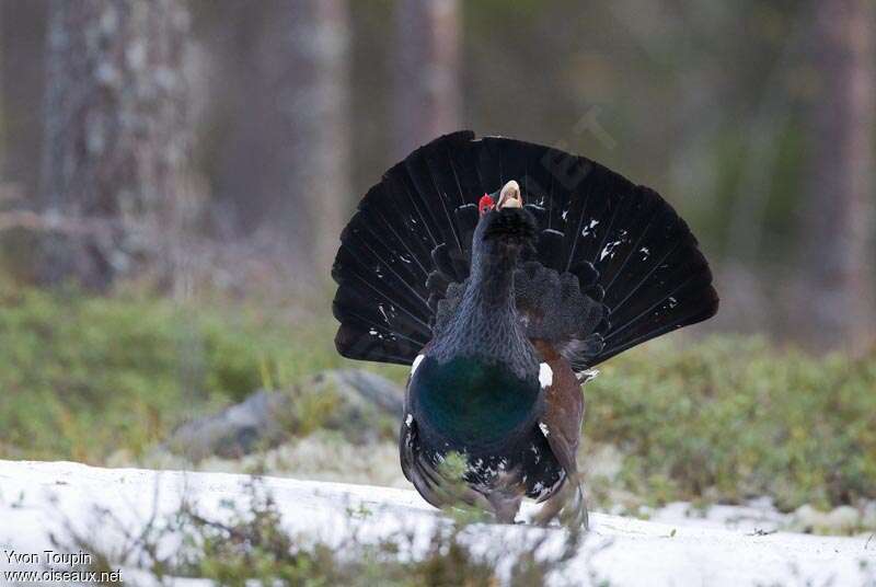 Western Capercaillie male, Behaviour