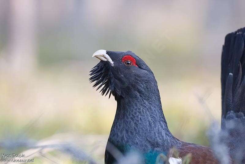 Western Capercaillie male adult breeding, close-up portrait