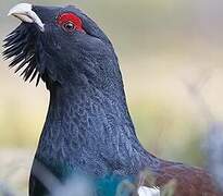 Western Capercaillie