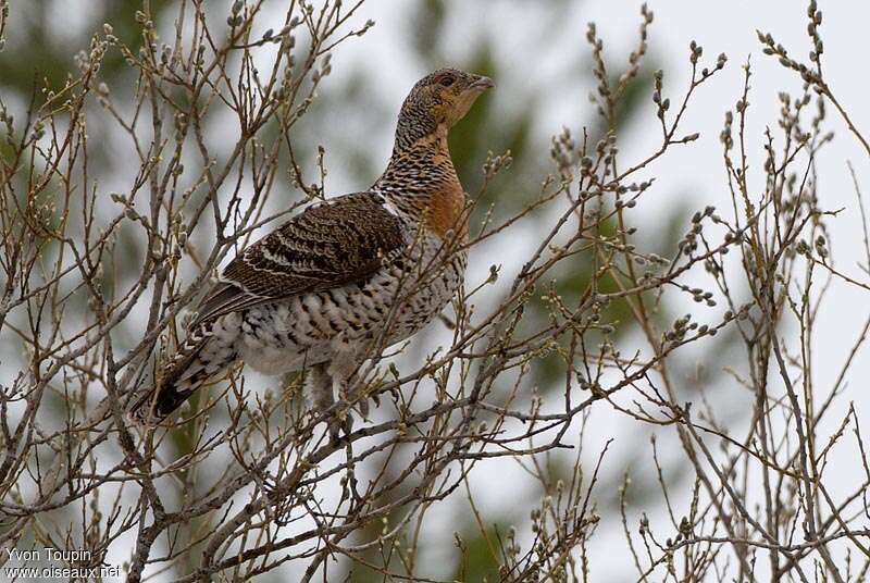 Grand Tétras femelle adulte nuptial, identification