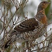 Western Capercaillie