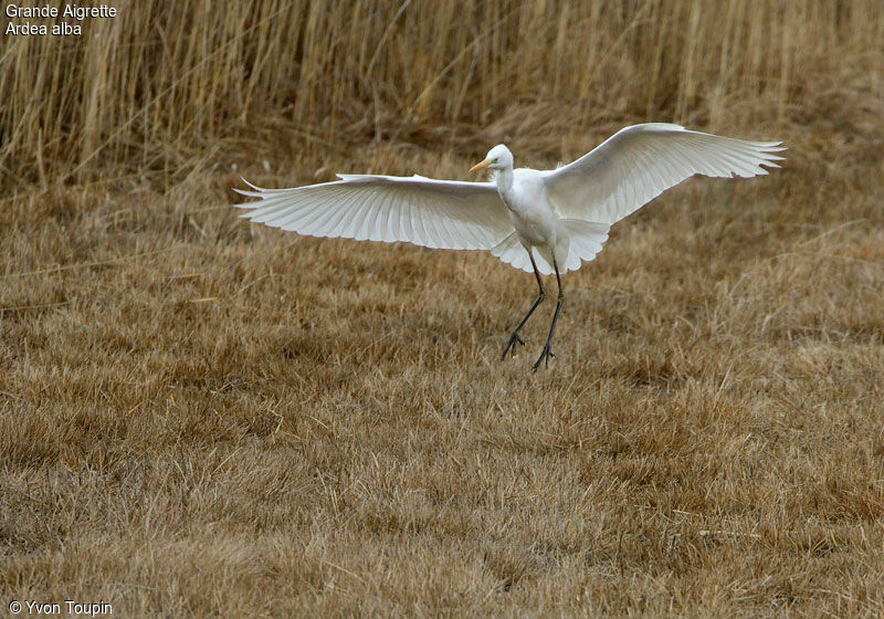 Grande Aigrette, Vol