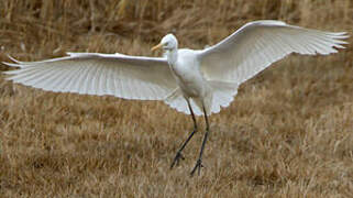 Great Egret