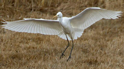 Grande Aigrette