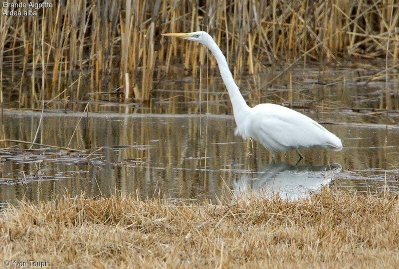 Grande Aigrette