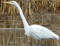 Grande Aigrette