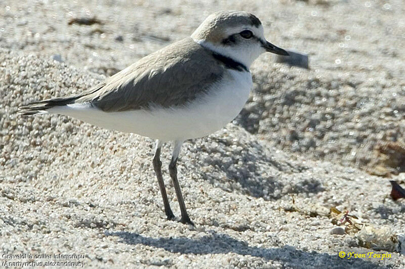 Kentish Plover, identification