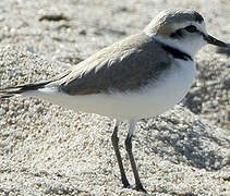 Kentish Plover