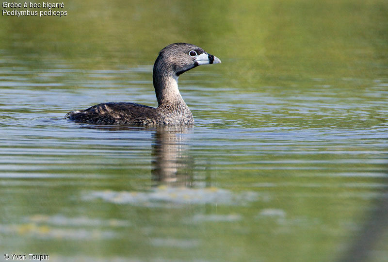 Grèbe à bec bigarré, identification