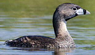 Pied-billed Grebe