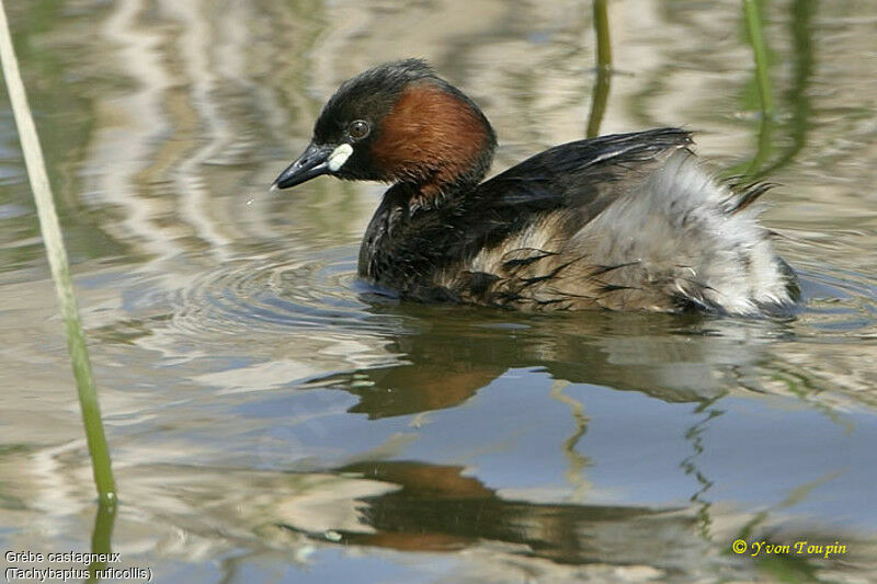 Little Grebe