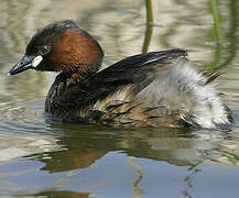 Little Grebe